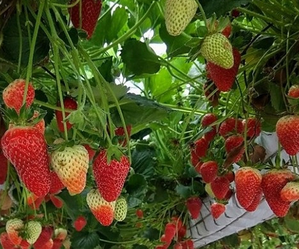 саженцы клубники Хлоя