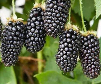 Саженцы ежевики Карака Блек