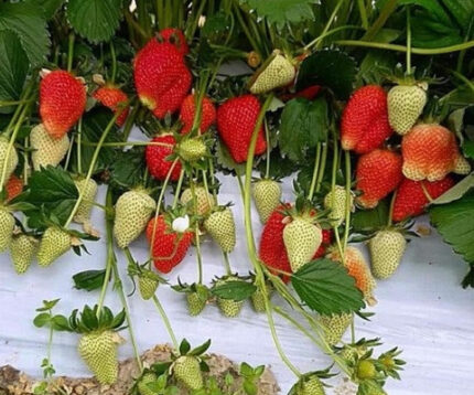 саженцы клубники Клодия