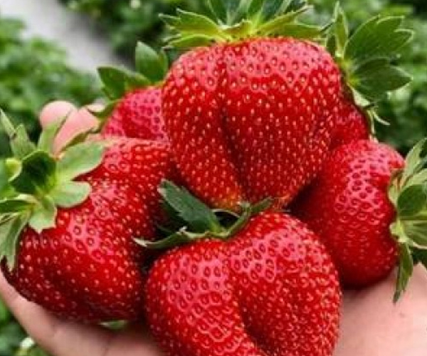 саженцы клубники нанди